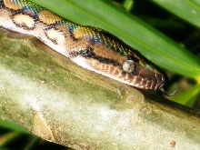 Sssssslurp