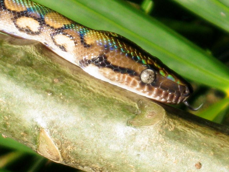 Sssssslurp