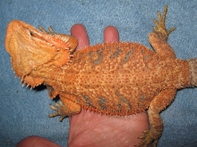 NICE FEMALE FIRETIGER/ A.H. RED BRED BY ME