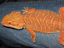 PATTERNLESS RED MALE BRED BY ME