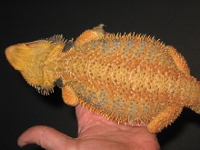Shaggy Dragon [ Big Spikes ]