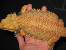 Shaggy Dragon