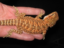 SCREAMING ORANGE FEMALE AS A JUVIE