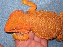 Patternless perfection