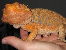 Amazing firetiger headshot..lots of color