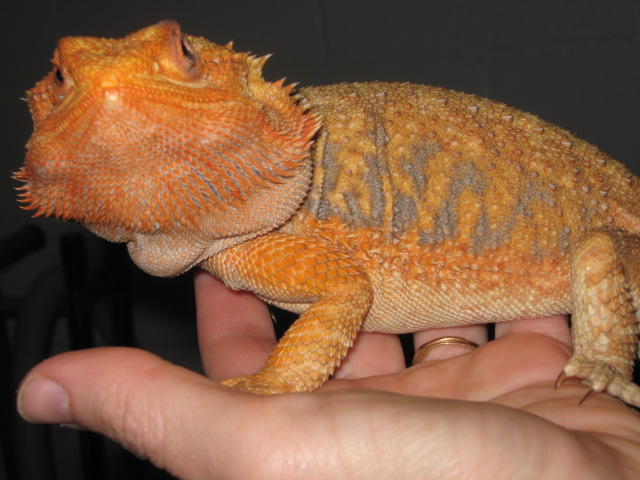 Amazing firetiger headshot..lots of color