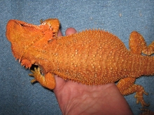 SCREAMING RED-ORANGE HOLDBACK