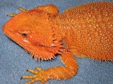 A.H.X-treme red/orange[ patternless] holdback