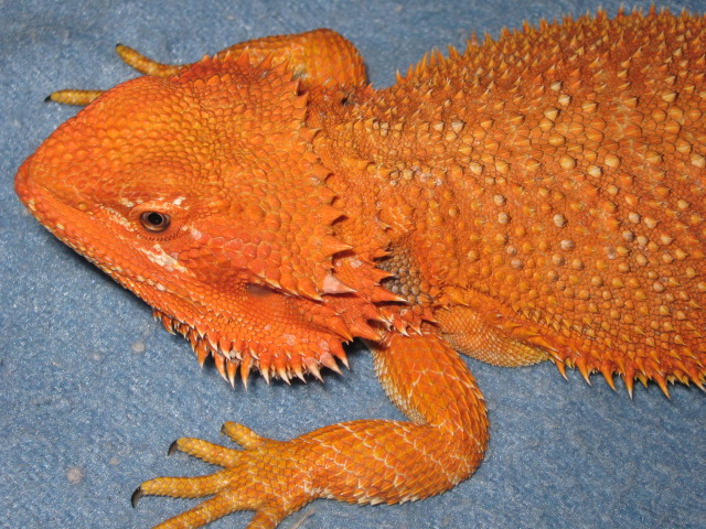 A.H.X-treme red/orange[ patternless] holdback