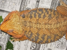 AMAZING FIRETIGER
