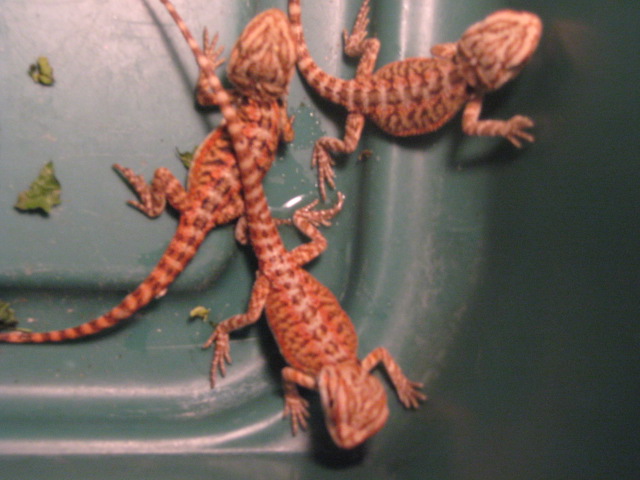 Firetiger/A.H. red babies [ 2 week old ]