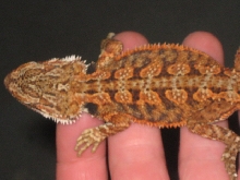 A.H. XTREME RED/FIRETIGER.DARK TIGER
