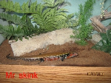 Mr.Fireskink
