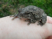 My Friendly Neighborhood Treefrog