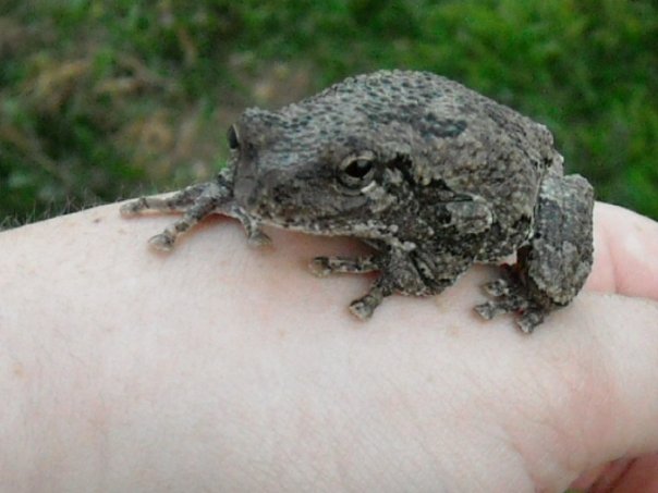 My Friendly Neighborhood Treefrog