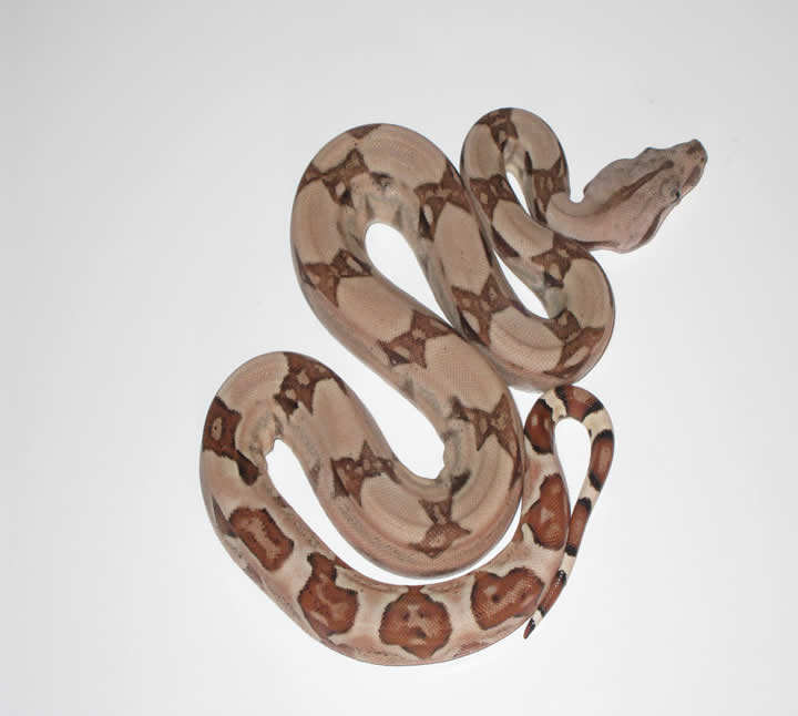 hypo het snow triple het
