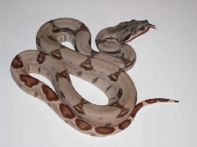 DH SUNGLOW (POSS SUPER)