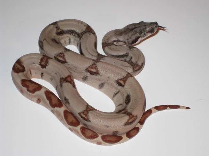 DH SUNGLOW (POSS SUPER)