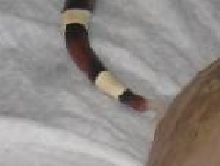 Parasite