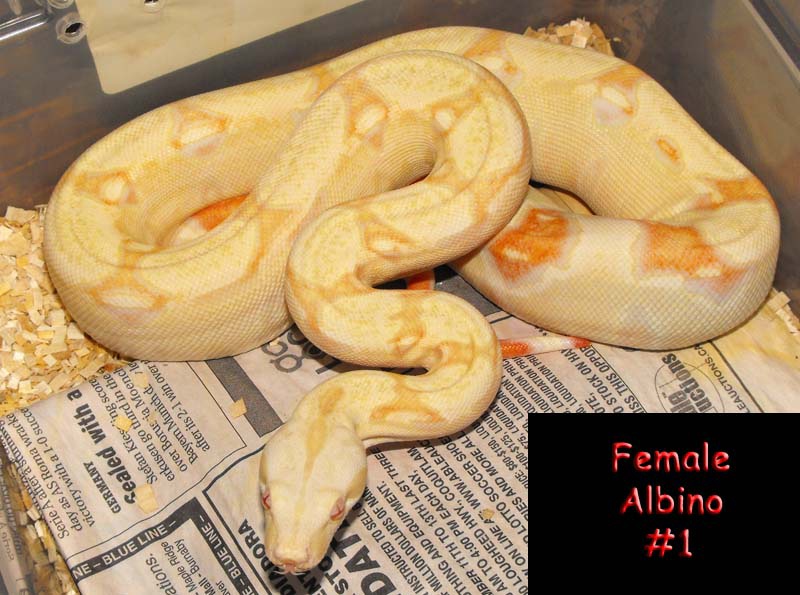 Female Albino