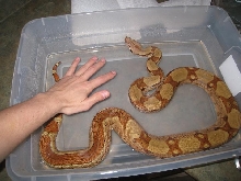Female Hypo Jungle het Albino