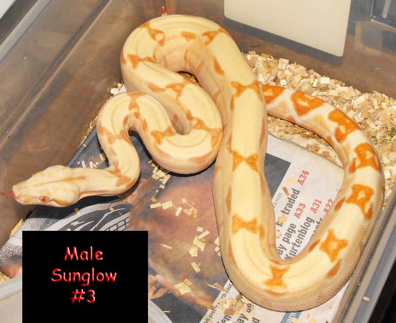 Male Sunglow