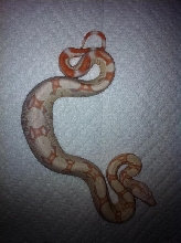 Albino 1