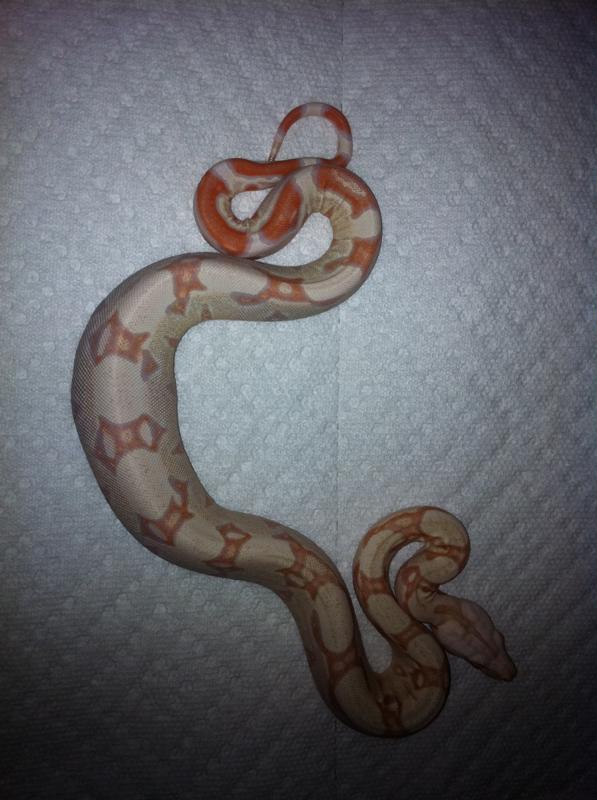 Albino 1