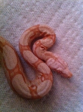 Albino 2