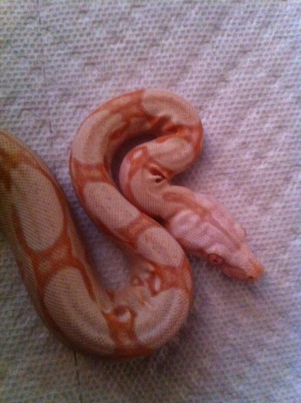 Albino 2