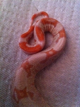 Albino 3