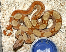 2007 Female Hypo Jungle Het Albino