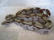 Suriname