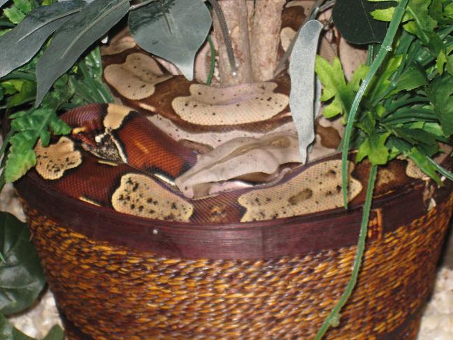 Suriname in tree