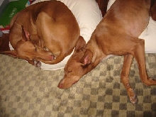 Pooped Out Pooches