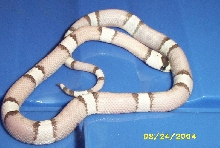 ghost2