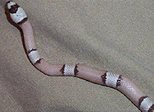 ghostpinner2