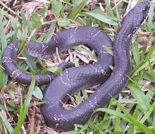 hognose1
