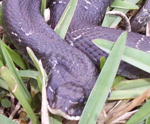 hognose2