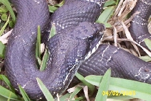 hognose3