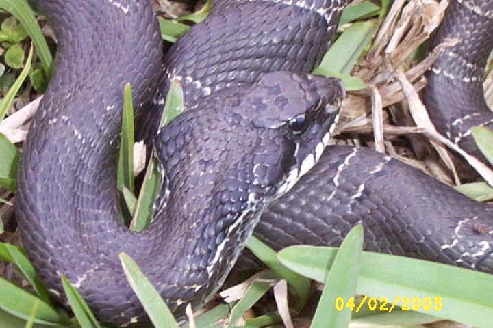 hognose3