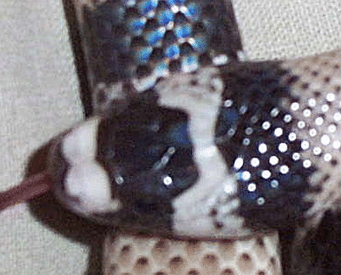 hypoerythristictongue
