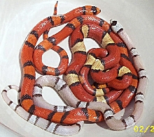 hypogroup1