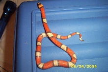 hypomelanistic1