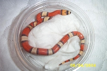 hypomelanistic
