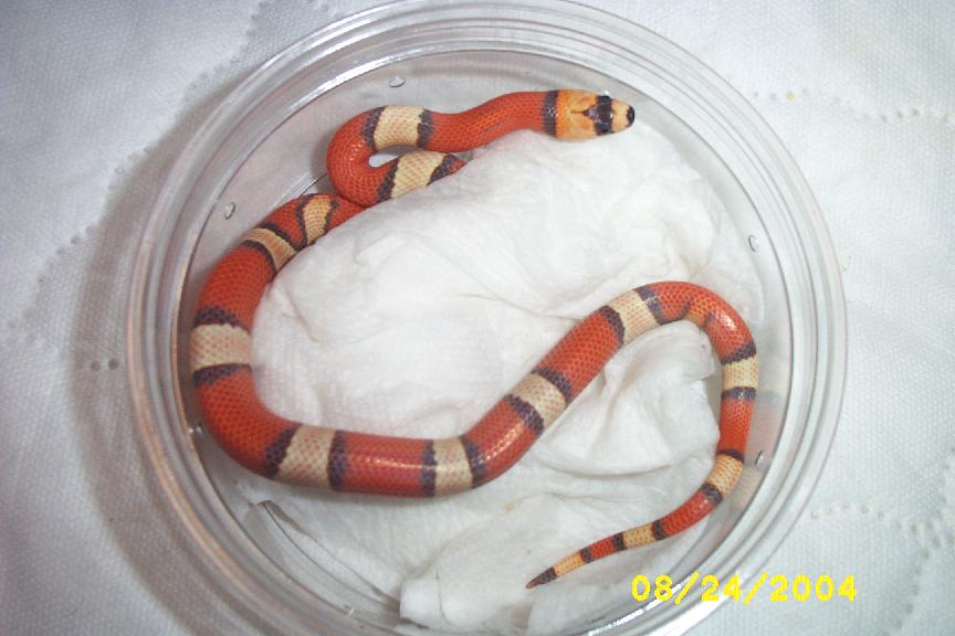 hypomelanistic