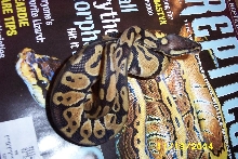 pastel male1