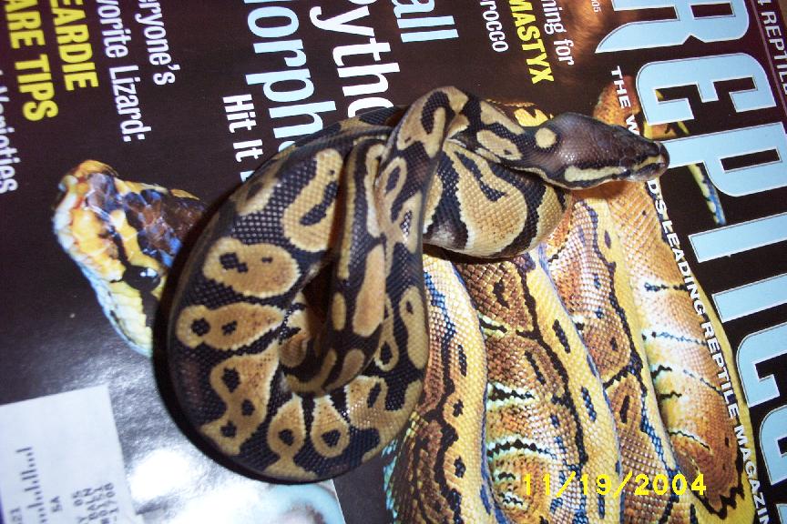 pastel male1