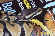 pastel male 2