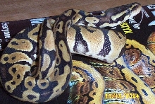 pastel male 3
